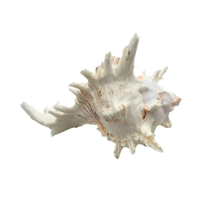 Ramose Murex Sea Shell