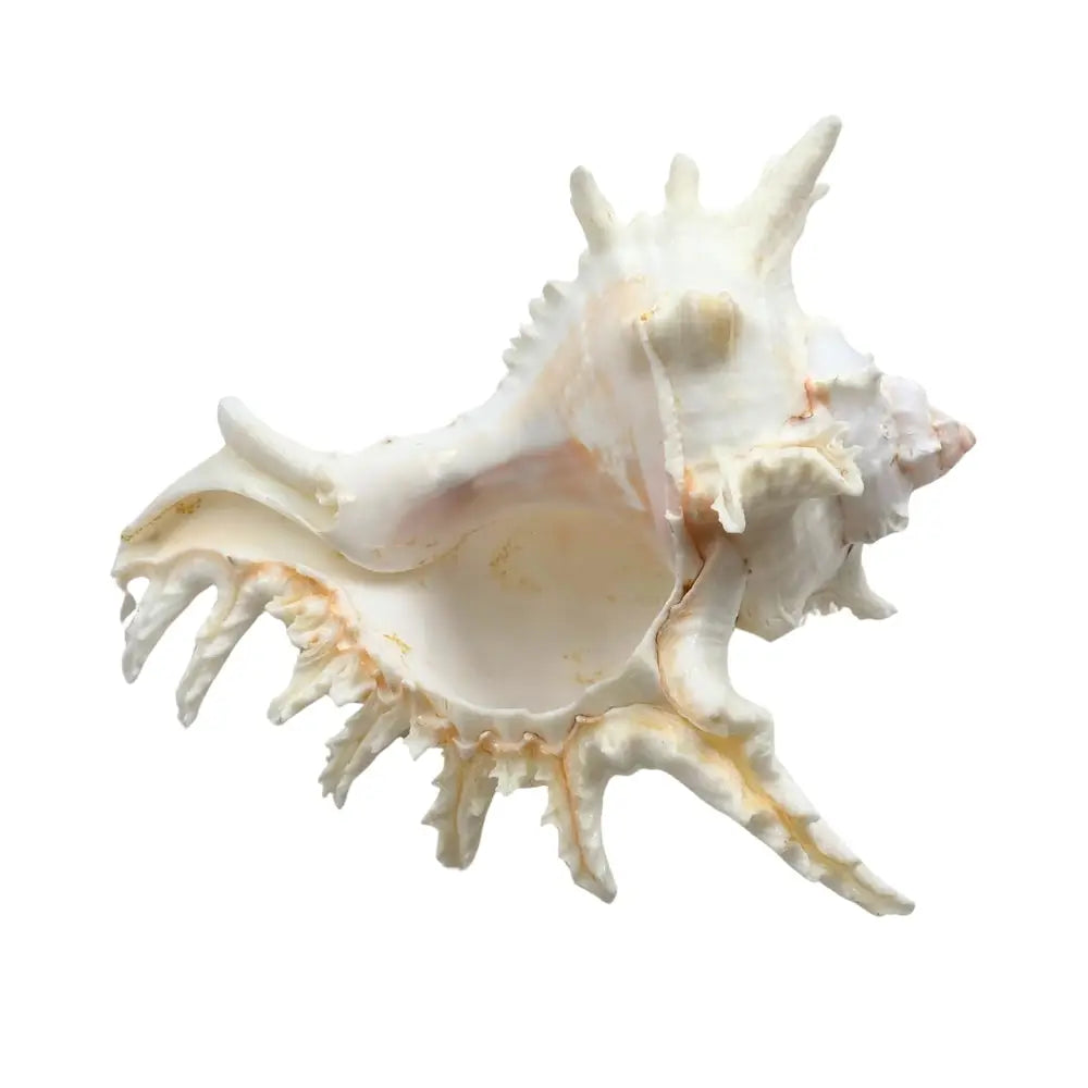 Ramose Murex Sea Shell