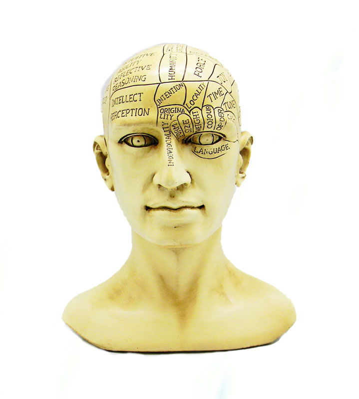 Phrenology Skull