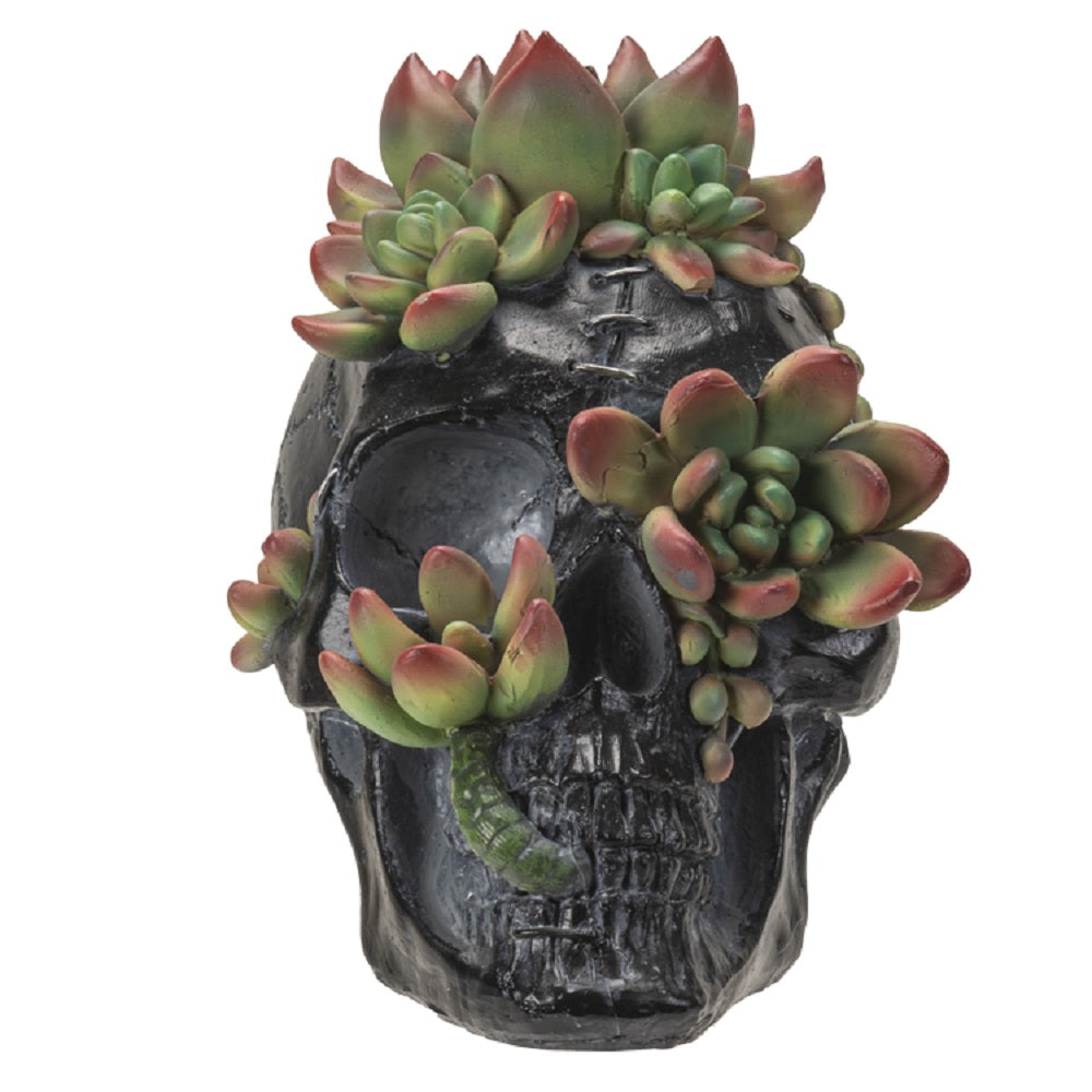 Skull with Succulents