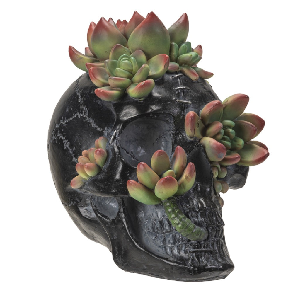 Skull with Succulents